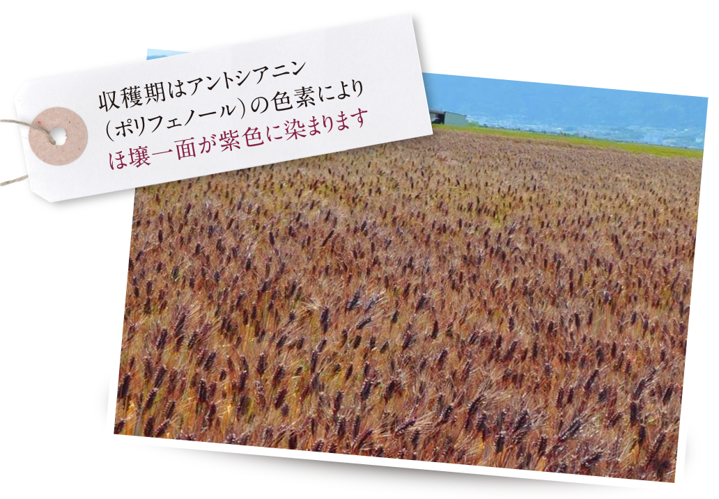 育つにつれてもち麦は緑から紫へ変色し畑が色付きます。